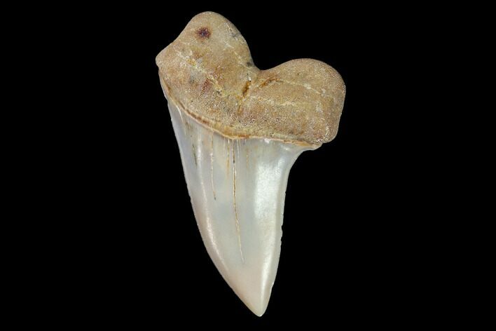 Mako Shark Tooth Fossil - Sharktooth Hill, CA #94731